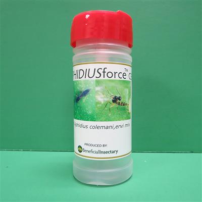 Aphidius Colemani/Ervi